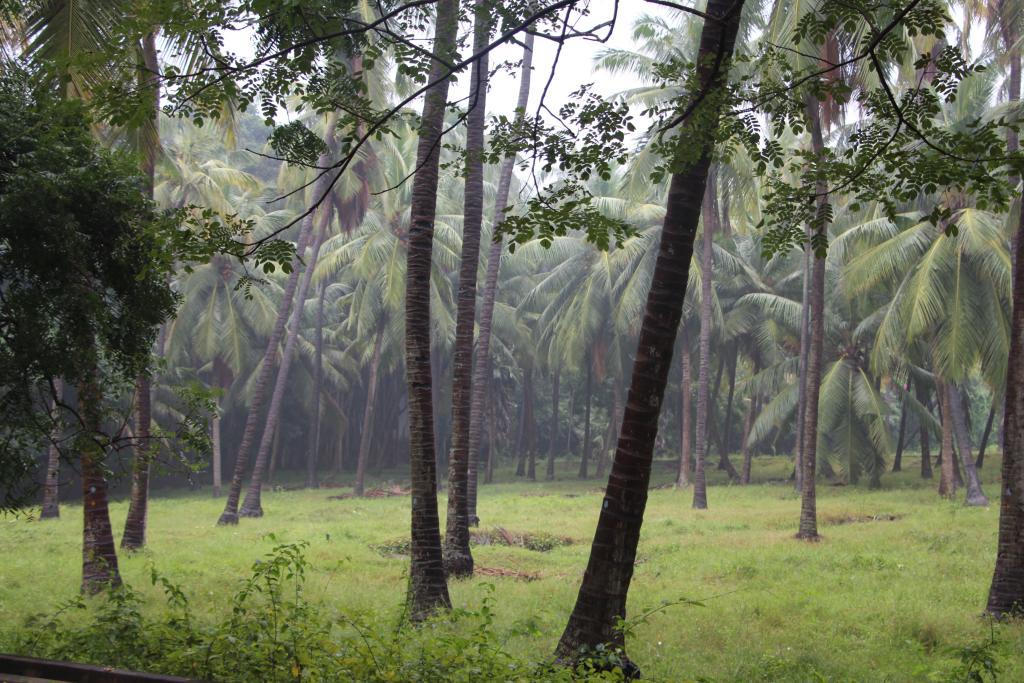 Coconut field